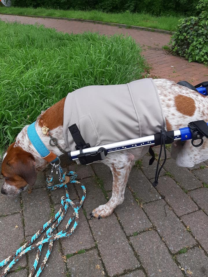 Rolligeschirr Handicap dog Hunde Kühlweste online fashion Design Dog Human Walk