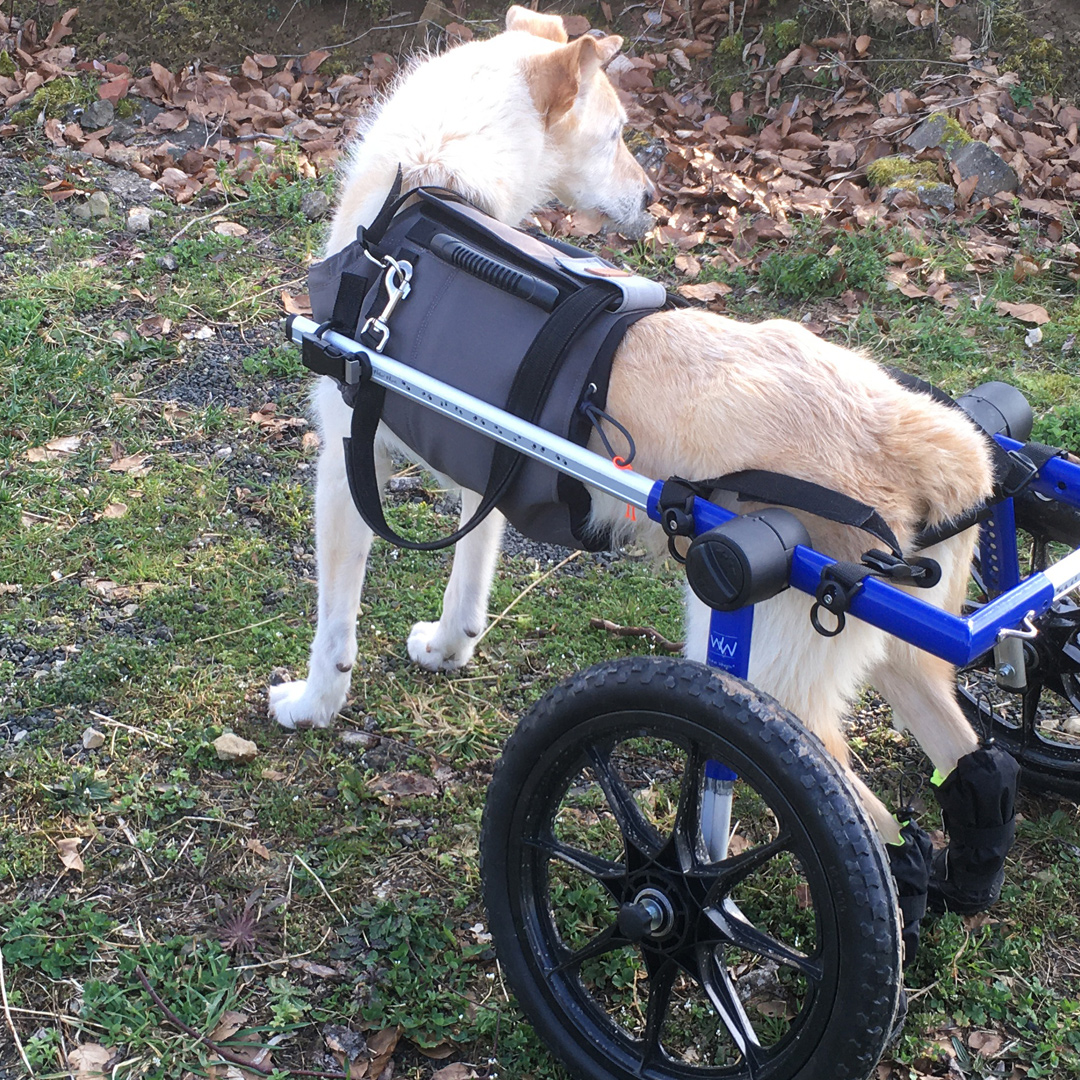 Rolligeschirr Handicap dog Hunde online fashion Design Dog Human Walk