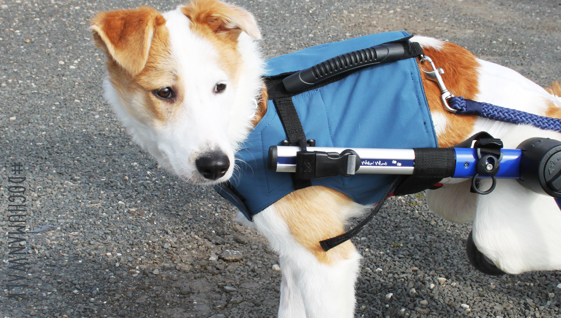 Rolligeschirr Handicap dog Hunde online fashion Design Dog Human Walk